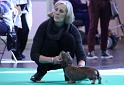 Crufts_dachshunds 833